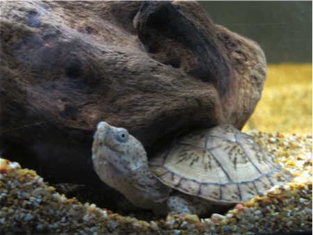 Scaled Image 4.jpg