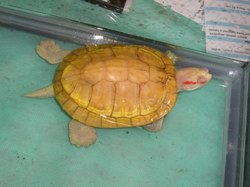 albino.JPG
