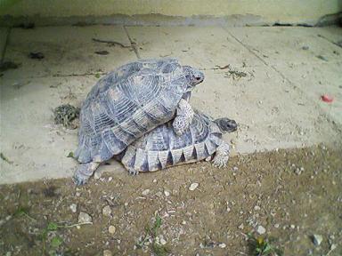 margi accoppiamento 29.03 2010 2.JPG