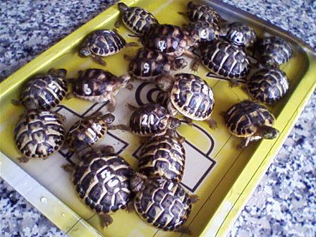 abbeveraggio5.04 2.JPG