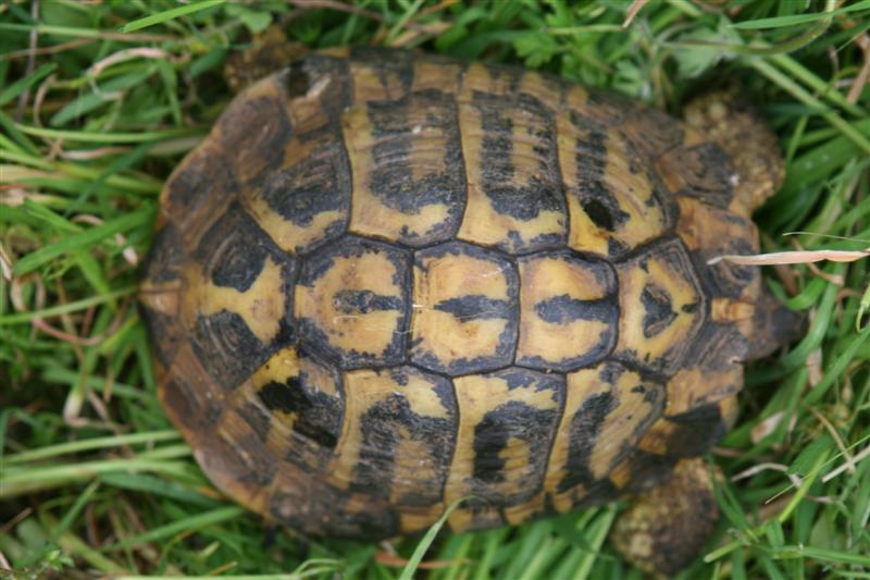 ermanno1 (Medium).jpg