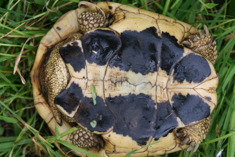 ermanno2 (Medium).jpg