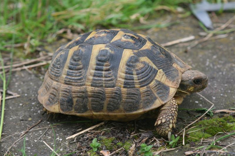 figlia3 (Medium).jpg