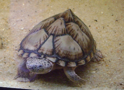 Copia di DSC03214.JPG
