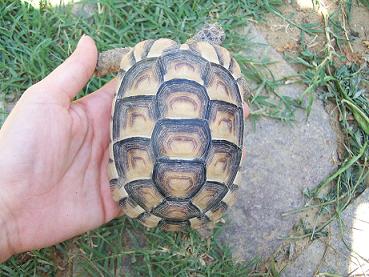 tarte 25.08.09 016.jpg