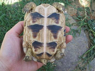 tarte 25.08.09 017.jpg