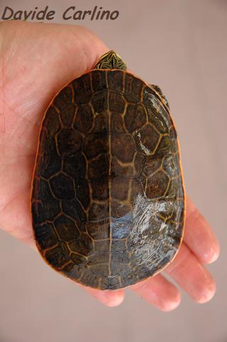 D. reticularia m1.jpg