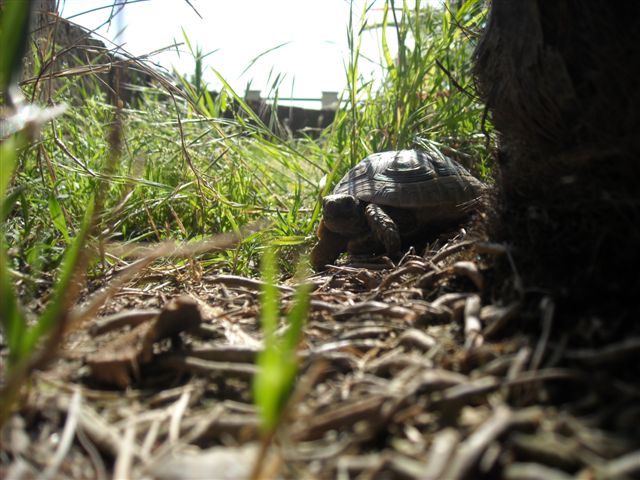 Copia di DSCN0517.JPG