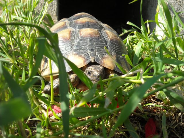 Copia di DSCN0519.JPG