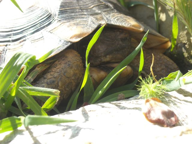 Copia di DSCN0521.JPG