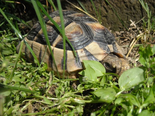 Copia di DSCN0523.JPG