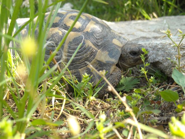 Copia di DSCN0535.JPG