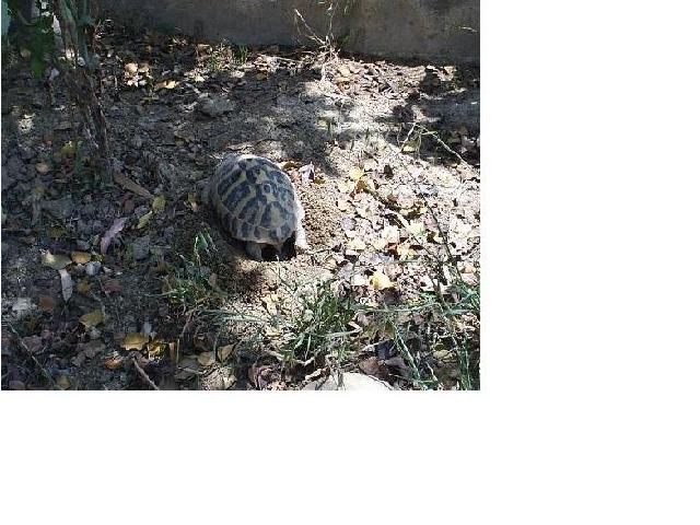 PIC_0005.JPG
