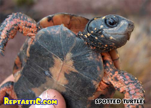 spotted male.jpg