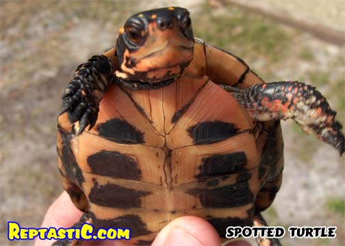 spotted female.jpg