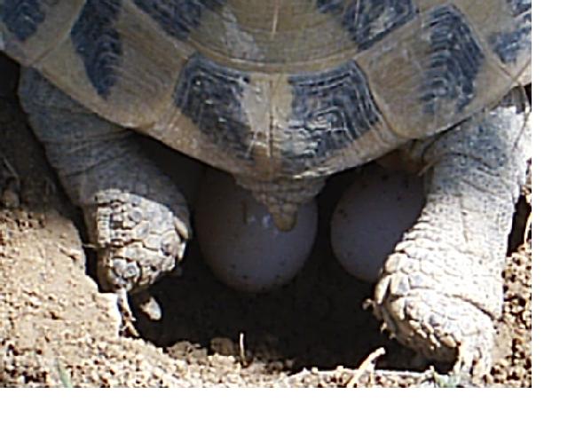 PIC_0006.JPG