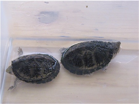 Scaled Image 7.jpg