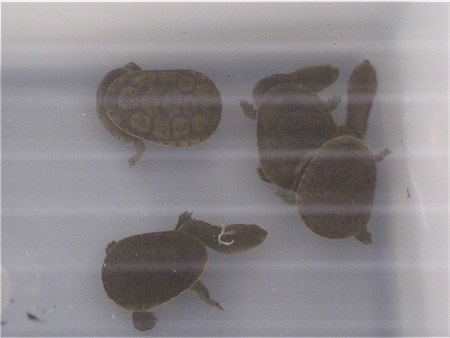 Scaled Image 12.jpg