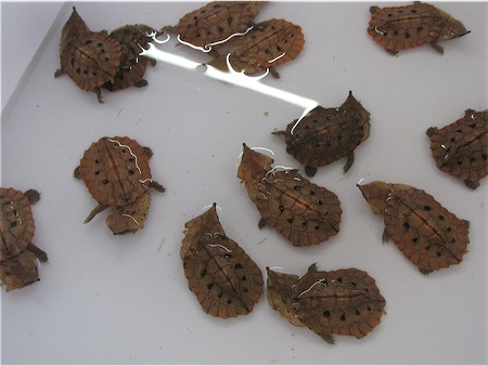Scaled Image 18.jpg