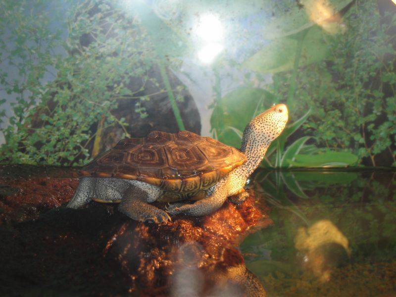 tn_zeus diamondback 0102.JPG
