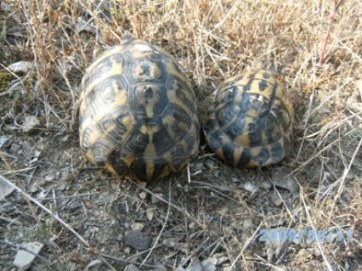 maschio e femmina Thh.JPG