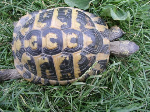 DSCN1867 (480 x 360).jpg