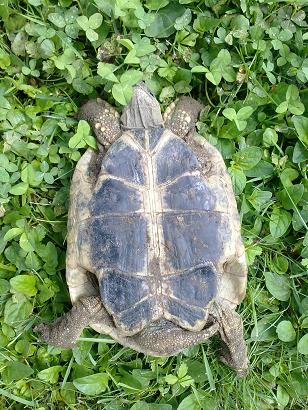 Pico sotto...........JPG