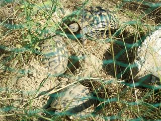 DSCF8324 [320x200].JPG