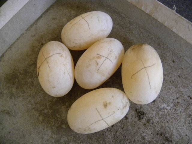 DSCN1167.JPG