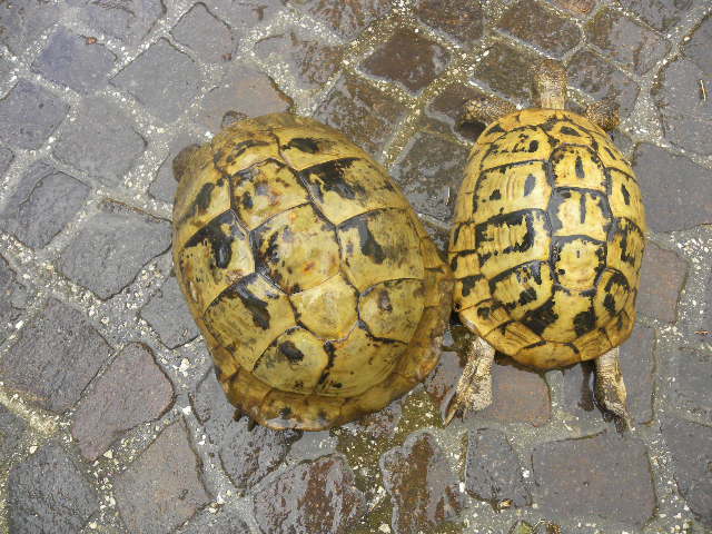 DSCN0994.JPG