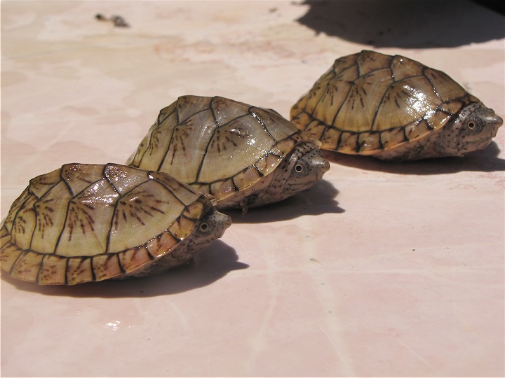 Scaled Image 1.jpg