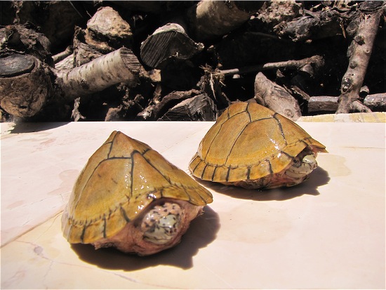 Scaled Image 4.jpg