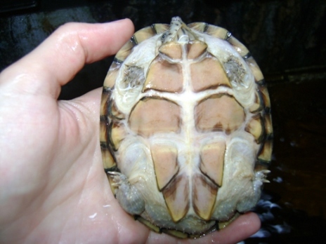tarta1.JPG