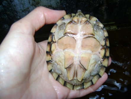 tarta2.JPG