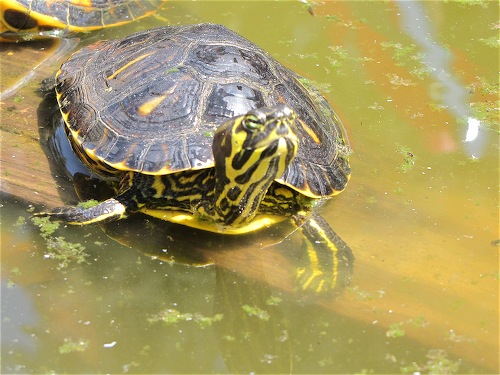 Scaled Image 1.jpg