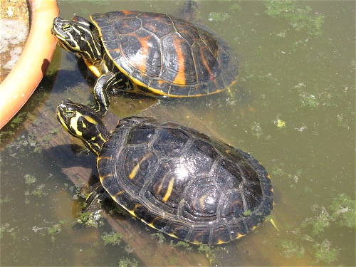 Scaled Image 3.jpg