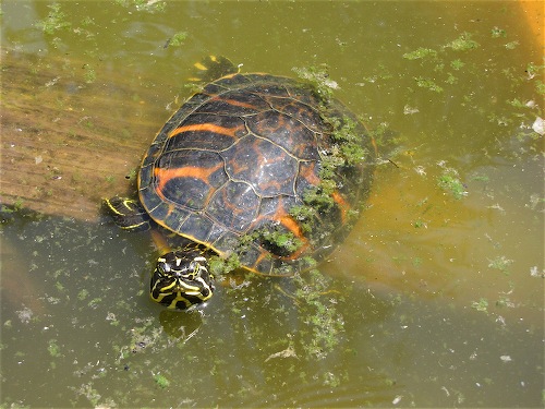 Scaled Image 4.jpg