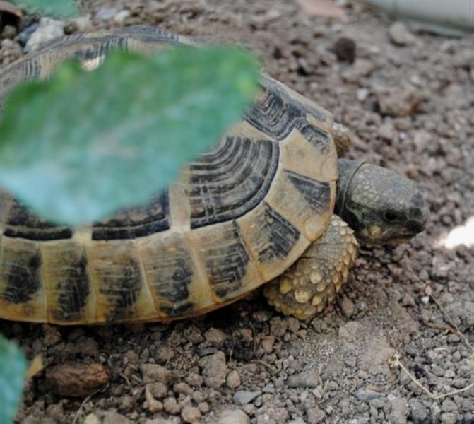 esmeralda12 (Medium).jpg