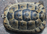 Tarta_Greca 003_copia.jpg