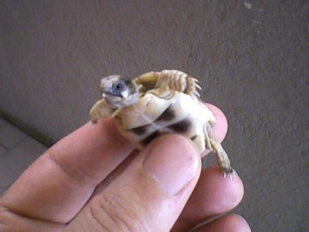 prima marginata 11.08 2.JPG