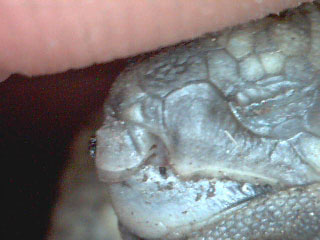 occhio sx1.jpg