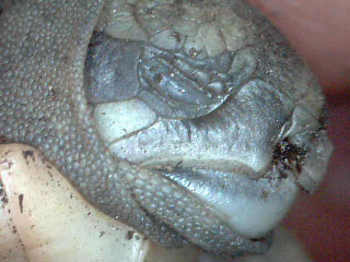 occhio dx1.jpg