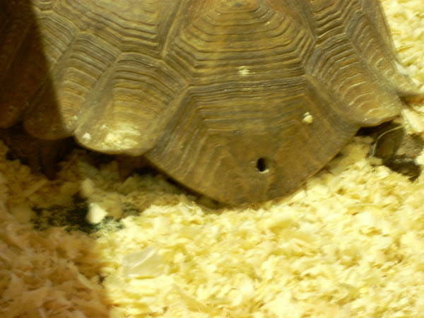 r600-anagni_reptiles280810_63.jpg