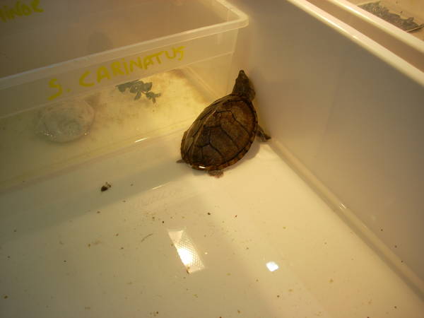 r600-anagni_reptiles280810_19.jpg