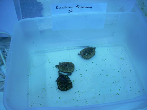 r600-anagni_reptiles280810_70.jpg