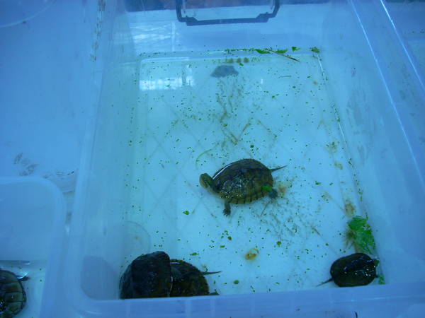 r600-anagni_reptiles280810_71.jpg