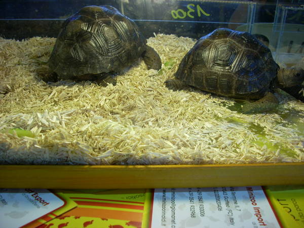 r600-anagni_reptiles280810_79.jpg