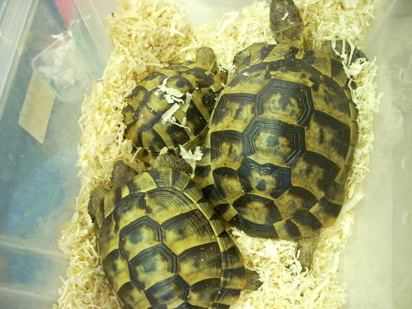 r600-anagni_reptiles280810_55.jpg