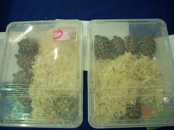 r600-anagni_reptiles280810_56.jpg