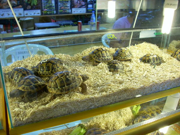 r600-anagni_reptiles280810_82.jpg